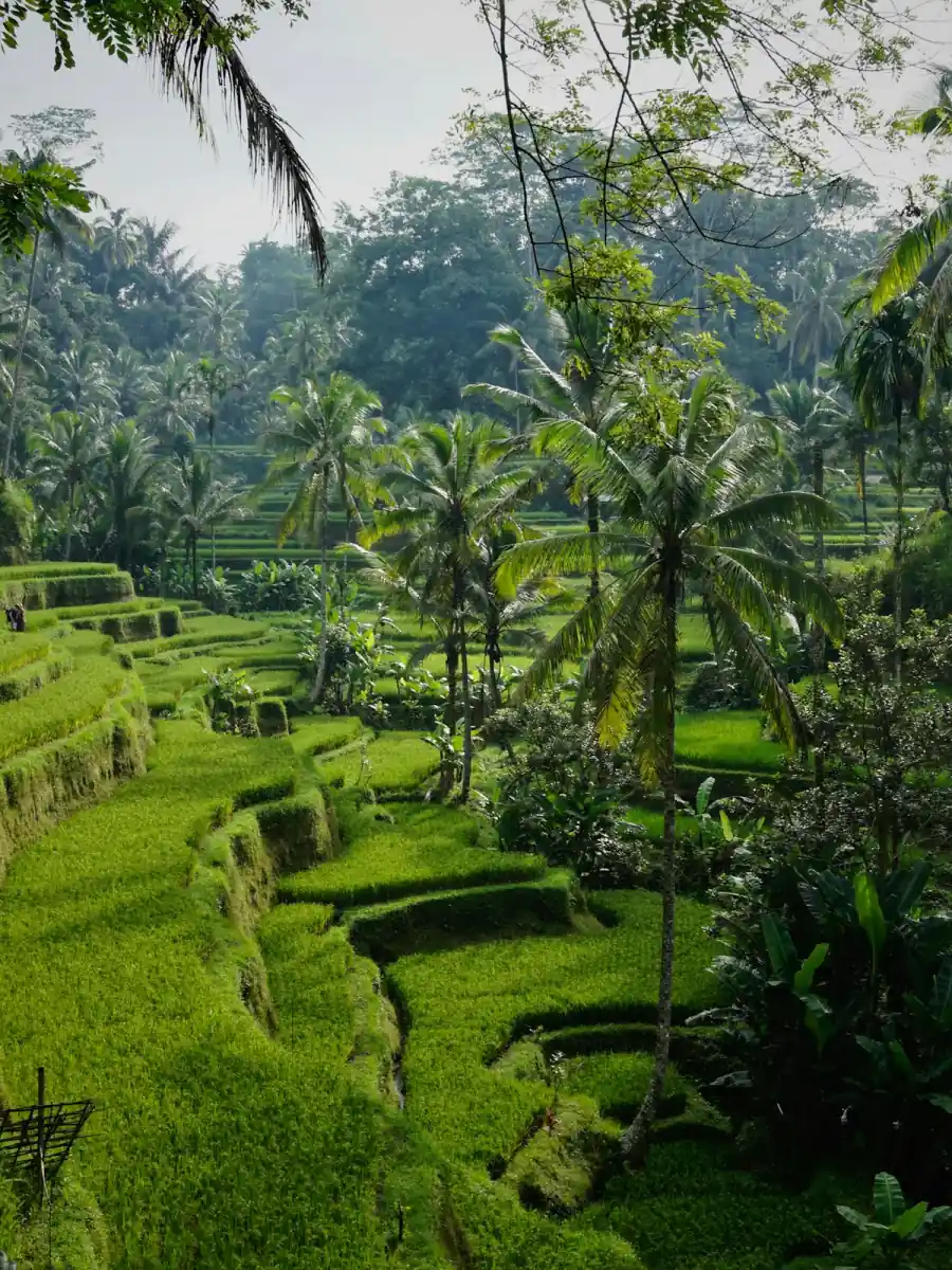 Tegallalang rice terraces and palm trees in Ubud, Bali